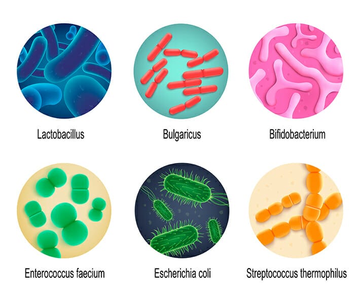 Probiotics หลายสายพันธุ์