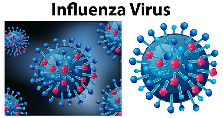 เชื้อไวรัส ไข้หวัดใหญ่ influenza virus