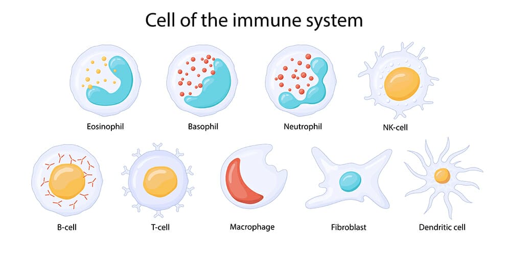 วิตามินซี เสริมภูมิคุ้มกัน NK cell