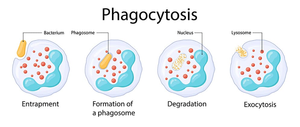 วิตามินซี สร้างภูมิคุ้มกัน Phagocytosis